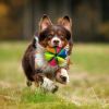 Wedge Ball Dog Toy